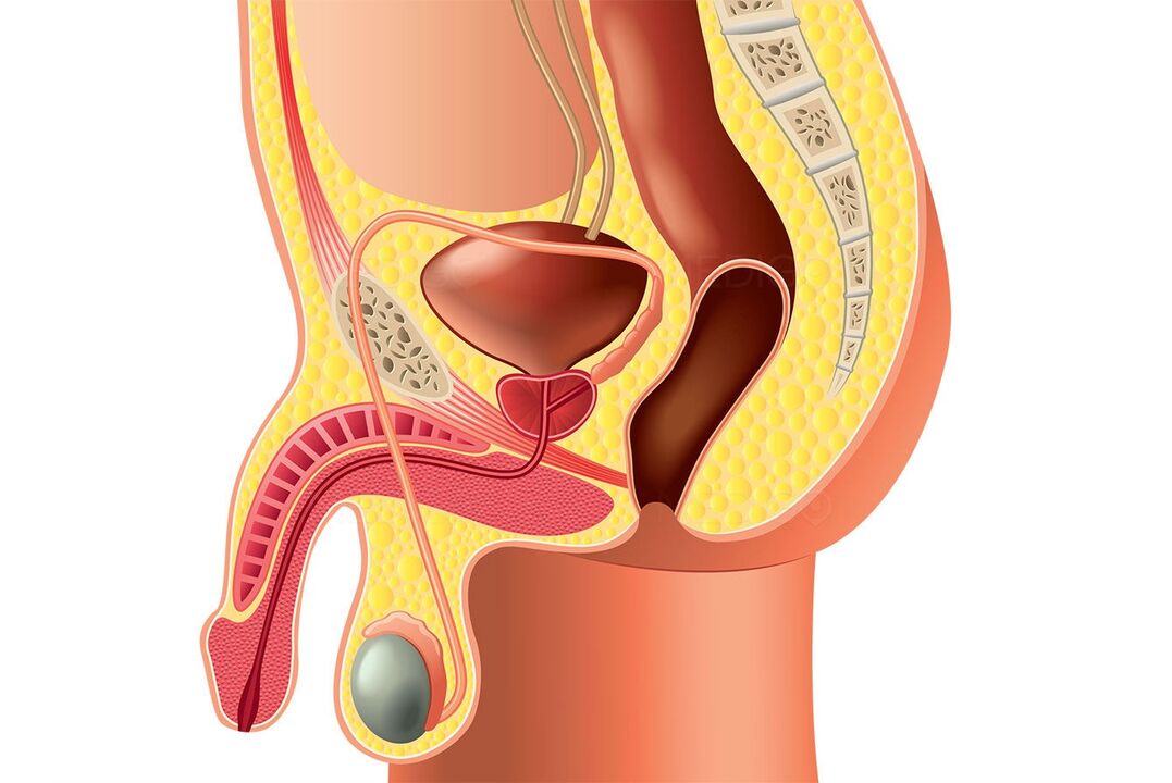 la estructura del sistema reproductor masculino y agrandamiento del pene