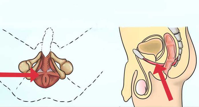 ¿Dónde está el músculo de Kegel